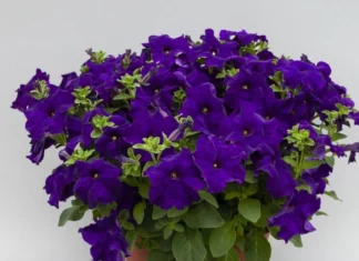 Petunya Yaz Serisi Mor Renk – Özellikleri ve Pratik Bakım Rehberi
