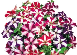 Petunya Yaz Serisi Karışık Yıldız Renk – Satın Alma ve Kullanım Rehberi