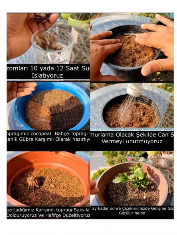 Karışık şakayık çiçeği yumrusu bakımı - 4