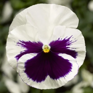 Menekşe İri Çiçekli Beyaz Mor Renk - Saksılık 10 Tohum