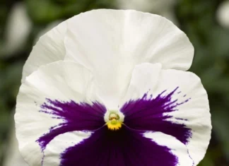 Menekşe İri Çiçekli Beyaz Mor Renk – Satın Alma ve Kullanım Rehberi