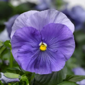 Menekşe İri Çiçekli Mavi Renk - Saksılık 10 Tohum