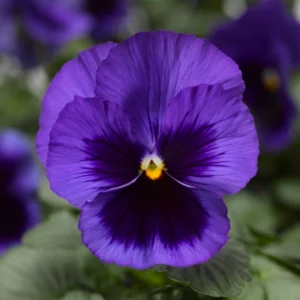 Menekşe İri Çiçekli Mavi Siyah Renk - Saksılık 10 Tohum