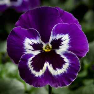 Menekşe İri Çiçekli Mor Beyaz Renk - Saksılık 10 Tohum