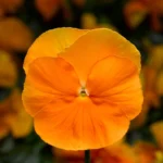 Menekşe İri Çiçekli Turuncu Renk - Saksılık 10 Tohum