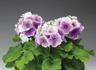 OnBir Ay Çiçeği Mavi Çift Renk – Nedir, Ne İşe Yarar? Özellikleri