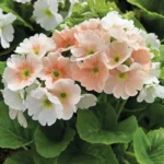 OnBir Ay Çiçeği Somon Renk - Saksılık 5 Tohum