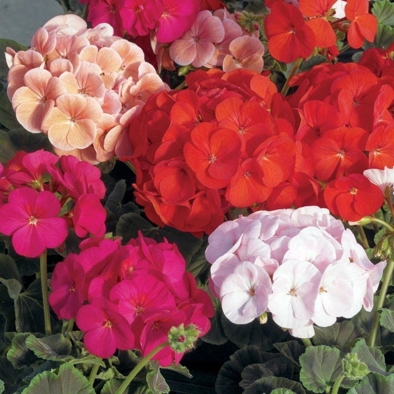 Sardunya İri Çiçek Seri Karışık Renk - Saksılık 5 Tohum