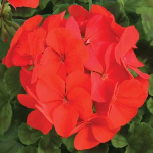 Sardunya İri Çiçek Seri Kırmızı Renk - Saksılık 5 Tohum