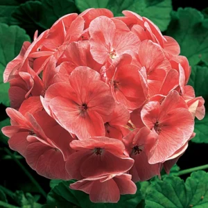 Sardunya İri Çiçek Seri Somon Renk - Saksılık 5 Tohum