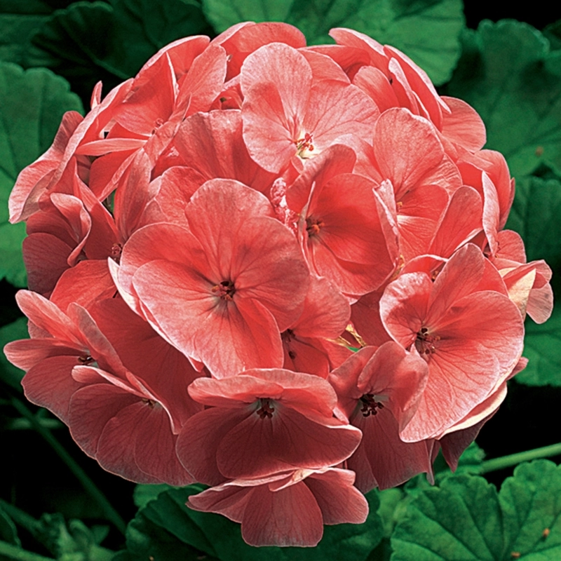 Sardunya tohumları nasıl ekilir