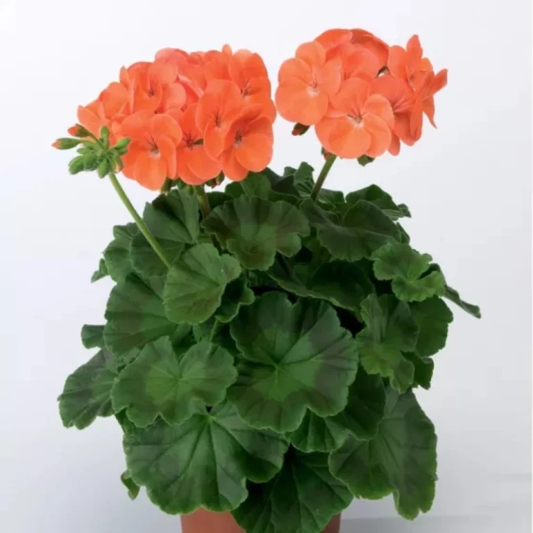 Sardunya tohumları nasıl ekilir - 1