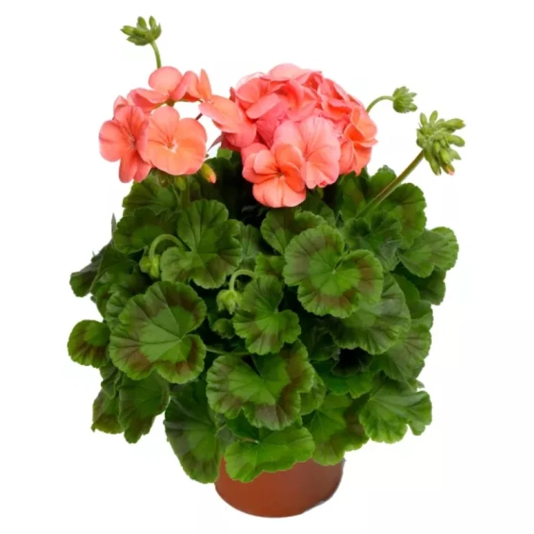 Sardunya tohumları nasıl ekilir - 2