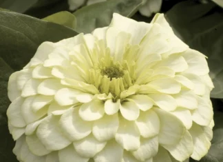 Zinnia Bodur Seri Beyaz Renk – Nedir, Ne İşe Yarar? Özellikleri