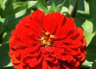 Zinnia Bodur Seri Kırmızı Renk – Nasıl Kullanılır? Pratik Bilgiler Zinnia bodur seri kırmızı renk tohumu bakımı