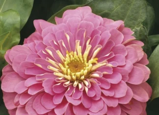 Zinnia Bodur Seri Pembe Renk – Nasıl Yetiştirilir? Bakım ve Özellikleri