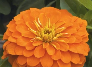 Zinnia Bodur Seri Turuncu Renk – Özellikleri, Kullanımı ve Avantajları