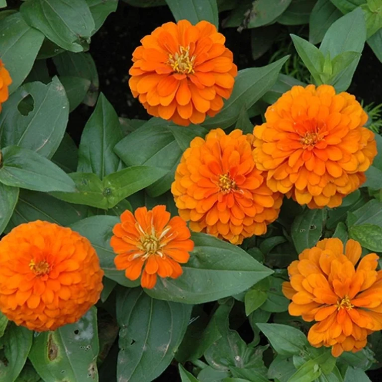 Zinnia bodur seri turuncu renk tohumu - 1