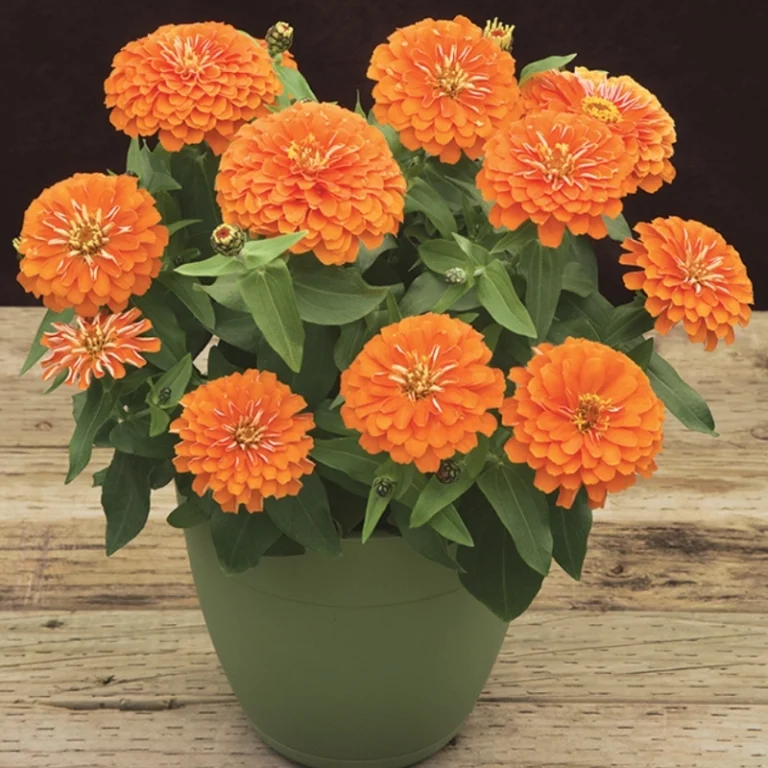 Zinnia bodur seri turuncu renk tohumu - 2