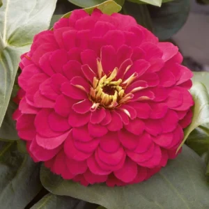 Zinnia Bodur Seri Viyolet Renk - Saksılık 5 Tohum