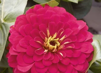 Zinnia Bodur Seri Viyolet Renk – Özellikleri, Kullanımı ve Avantajları Zinnia bodur seri viyolet renk tohumları