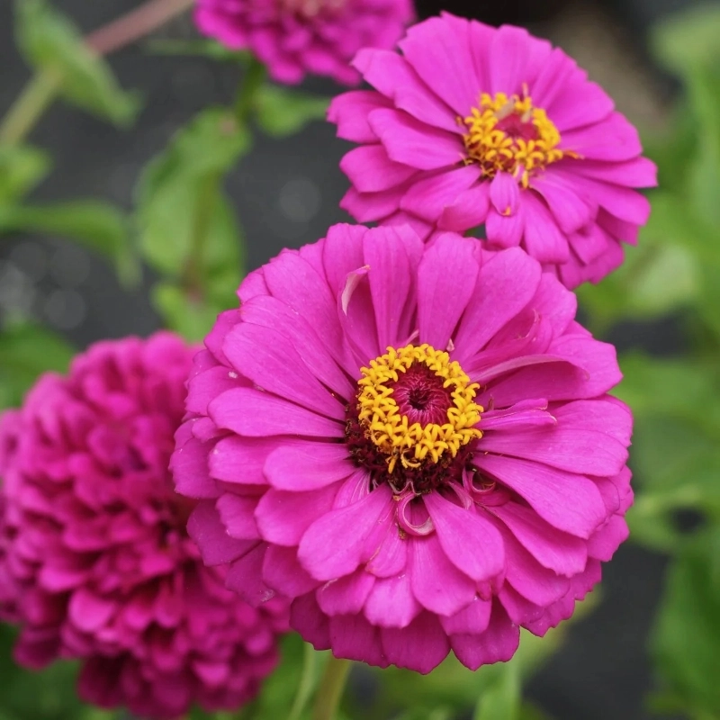 Zinnia Bodur Seri Viyolet Renk - Saksılık 5 Tohum