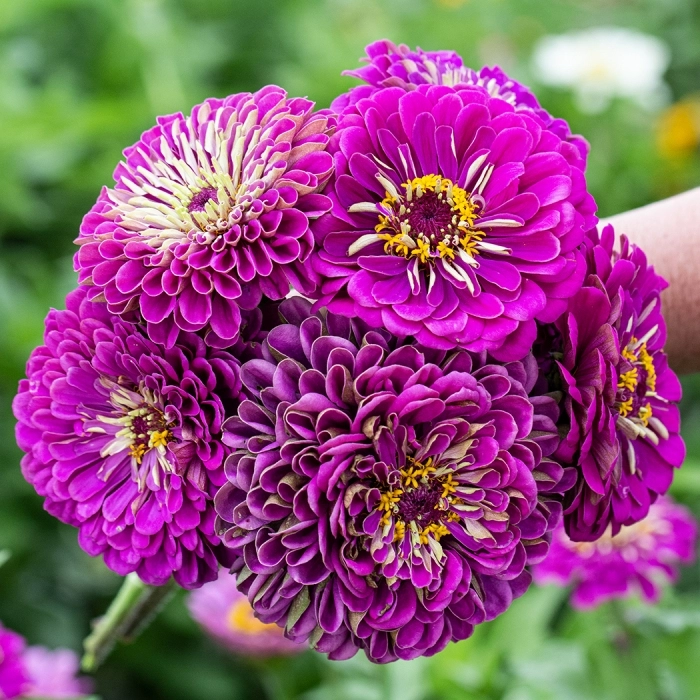 Zinnia Bodur Seri Viyolet Renk - Saksılık 5 Tohum