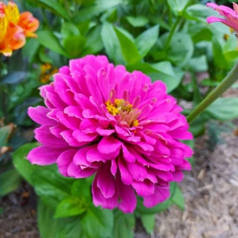 Zinnia Bodur Seri Viyolet Renk - Saksılık 5 Tohum