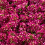 Alisyum Tohumu İnci Açık Pembe - Saksılık 10 Tohum