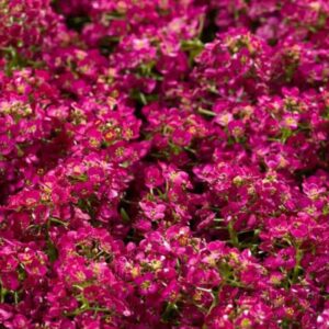 Alisyum Tohumu İnci Açık Pembe - Saksılık 10 Tohum
