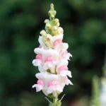 AslanAğzı Uzun Antik Seri Appleblossom Renk - Saksılık 10 Tohum