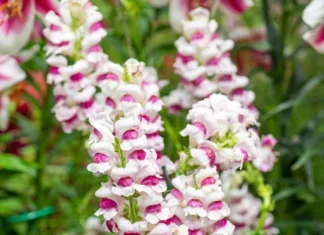 AslanAğzı Uzun Antik Seri Plumblossom Renk – Özellikleri ve Pratik Bakım Rehberi AslanAğzı uzun antik seri tohumları