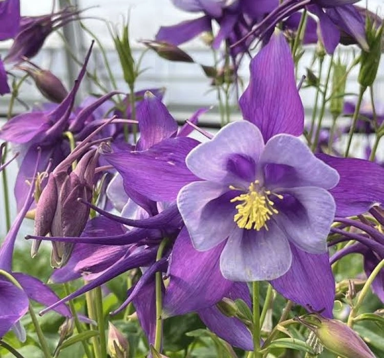 Haseki Küpesi Antik Seri Purple Mavi Renk - 3