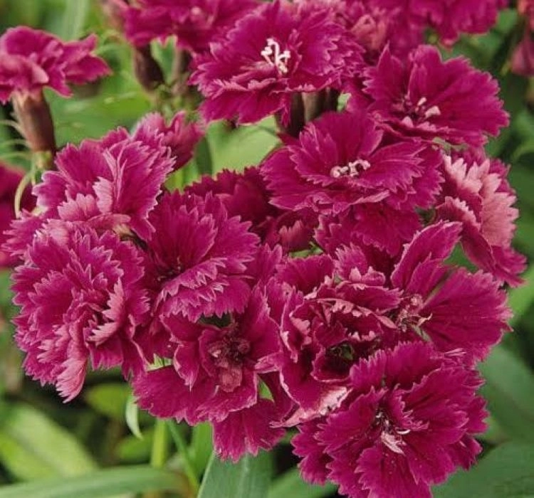 HüsnüYusuf Uzun Katlı Seri Purple Renk tohumları - 1