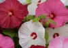 Japon Gülü Hibiscus Karışık Renk – Özellikleri ve Pratik Bakım Rehberi Japon gülü hibiscus tohumları