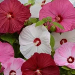 Japon Gülü Hibiscus Karışık Renk - Saksılık 5 Tohum
