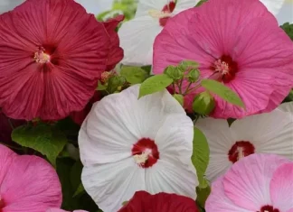 Japon Gülü Hibiscus Karışık Renk – Özellikleri ve Pratik Bakım Rehberi Japon gülü hibiscus tohumları