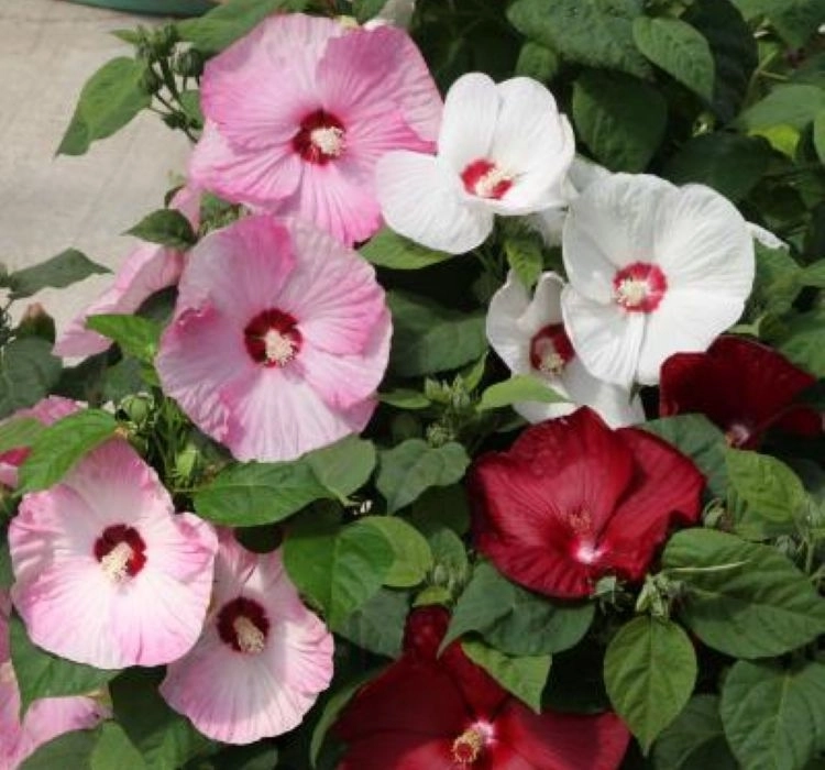Japon Gülü Hibiscus Karışık Renk - Saksılık 5 Tohum