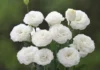 Lisianthus Katmerli Seri Beyaz Renk – Nasıl Yetiştirilir? Bakım ve Özellikleri