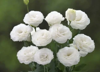 Lisianthus Katmerli Seri Beyaz Renk – Tohum ekimi, Bakımı ve Faydaları Lisianthus katmerli beyaz çiçek tohumları