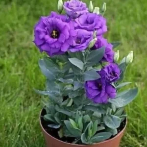 Lisianthus Katmerli Seri Mavi Renk - Saksılık 5 Tohum