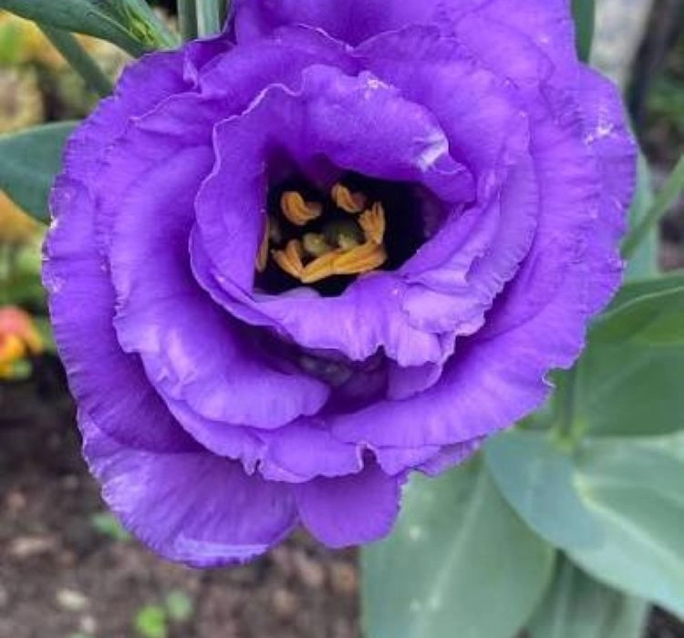 Lisianthus tohumları ve bakımı - 1