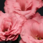 Lisianthus Katmerli Seri Pembe Renk - Saksılık 5 Tohum