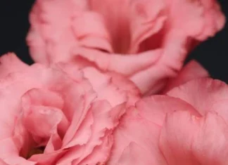 Lisianthus Katmerli Seri Pembe: Yetiştirme Rehberi ve Bakım Taktikleri Lisianthus katmerli pembe tohum bakımı