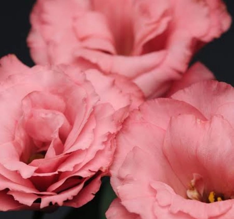 Lisianthus Katmerli Seri Pembe Renk - Saksılık 5 Tohum Lisianthus katmerli pembe tohum bakımı