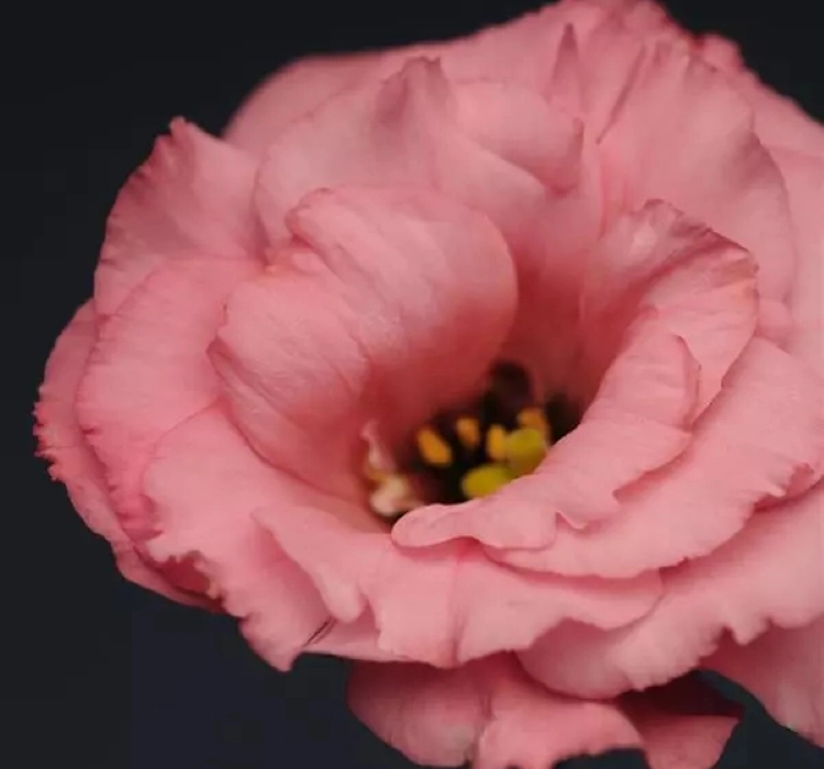 Lisianthus katmerli pembe tohum bakımı - 1