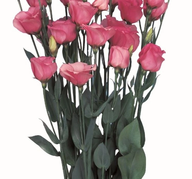 Lisianthus katmerli pembe tohum bakımı - 2
