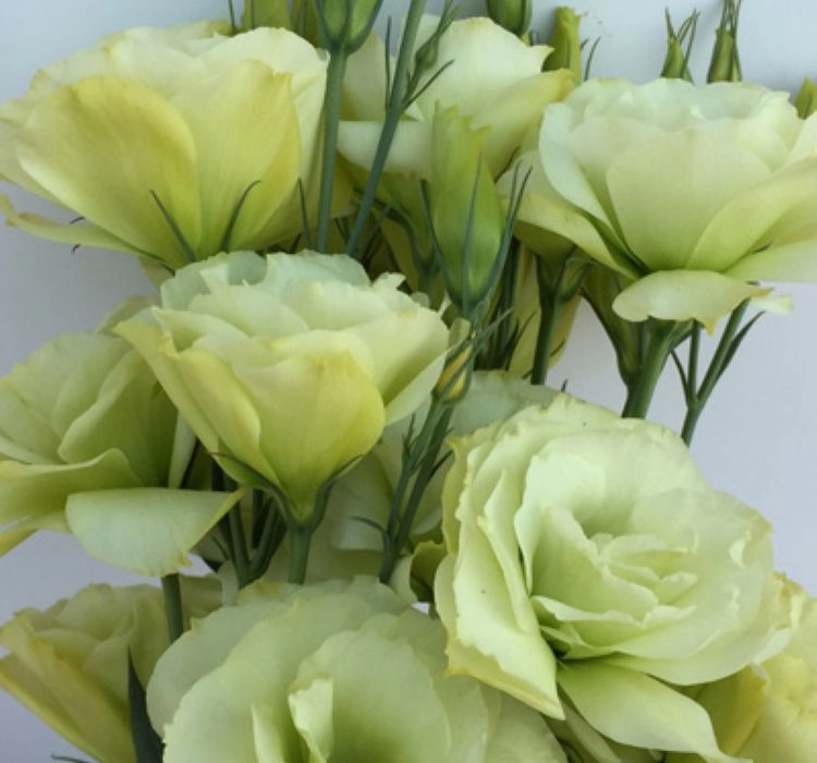 Lisianthus katmerli tohum ekimi ve bakımı - 1