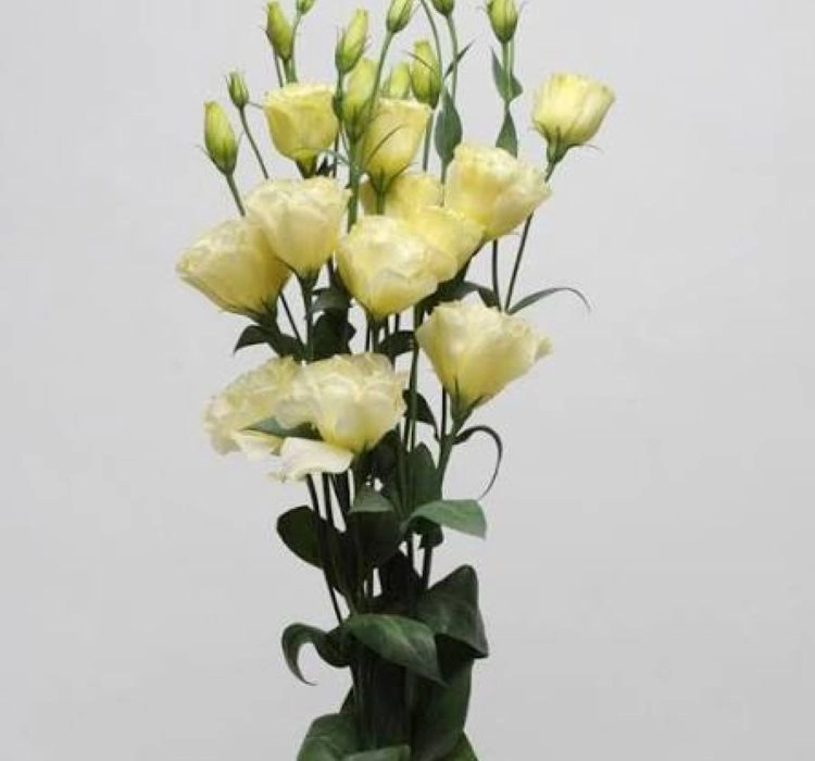 Lisianthus katmerli tohum ekimi ve bakımı - 3