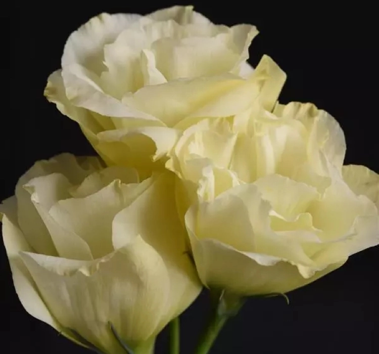 Lisianthus katmerli tohum ekimi ve bakımı - 4